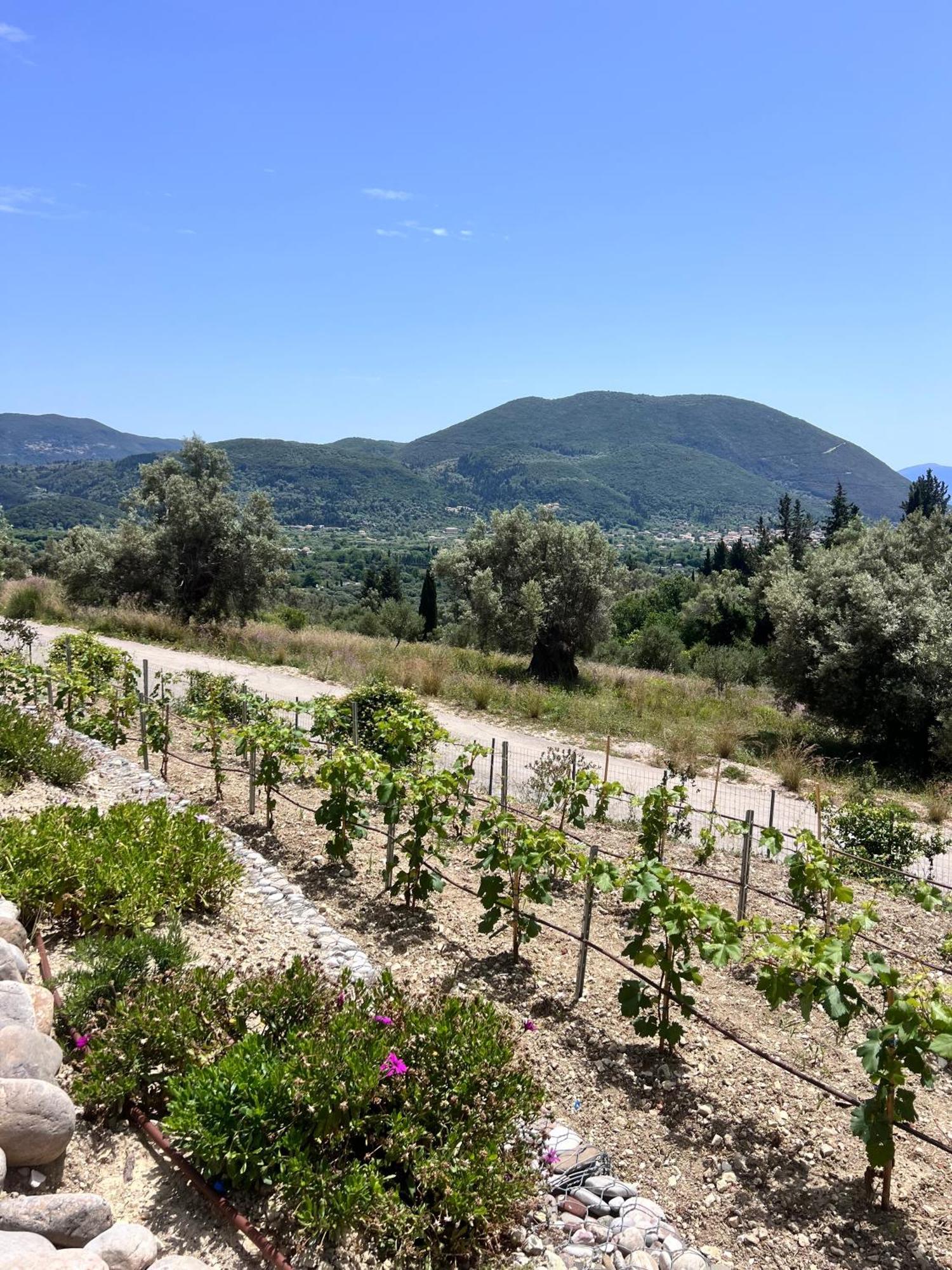Vasiliki Houses Exteriör bild
